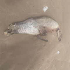 Arctocephalus australis