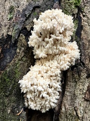 Hericium coralloides