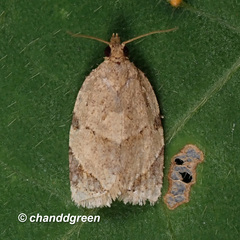 Neocalyptis affinisana