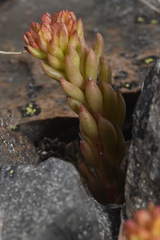 Sedum lanceolatum