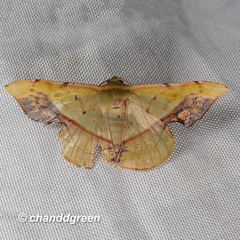 Fascellina plagiata