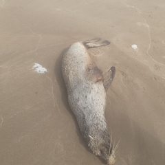 Arctocephalus australis