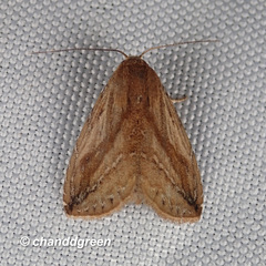 Rivula striatura