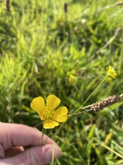Ranunculus