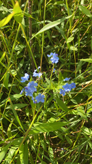 Cynoglossum amabile