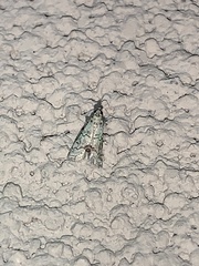 Cacotherapia flexilinealis