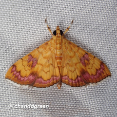 Isocentris filalis