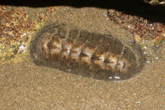 Chiton stokesii