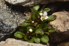 Cardamine bellidifolia