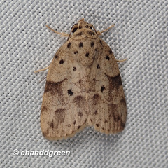 Giaura multipunctata