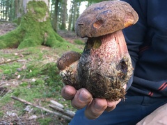 Neoboletus