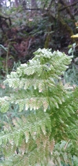 Pteridium