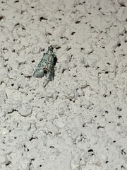 Cacotherapia flexilinealis