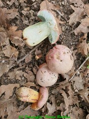 Rubroboletus pulchrotinctus