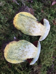 Neoboletus