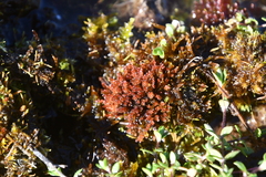 Ptychostomum cryophilum