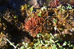 Ptychostomum cryophilum