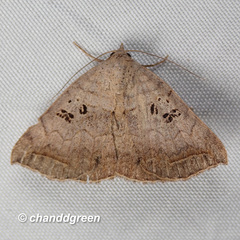 Blasticorhinus rivulosa