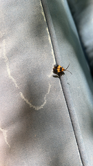 Calopteron