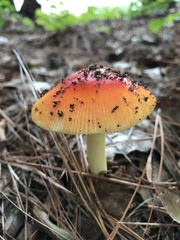 Amanita parcivolvata