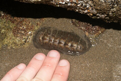 Chiton stokesii