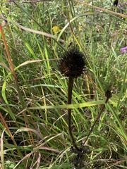 Echinacea
