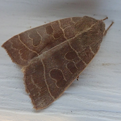 Ipimorpha pleonectusa