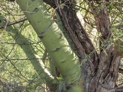 Parkinsonia microphylla