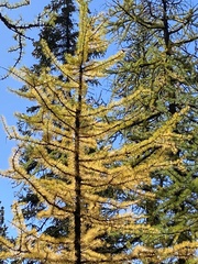 Larix lyallii