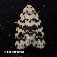 Aemene taprobanis