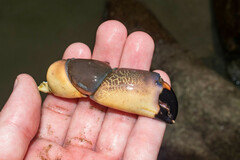 Menippe frontalis
