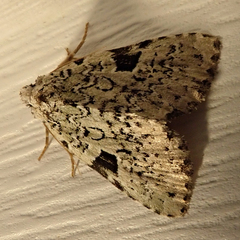 Leuconycta diphteroides