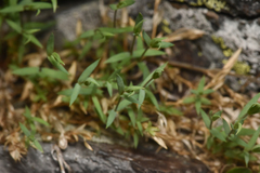 Stellaria longipes