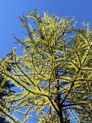 Larix lyallii