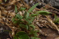 Stellaria longipes