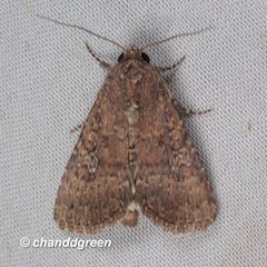 Condica illecta