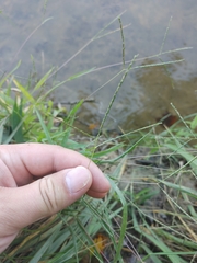 Digitaria sanguinalis