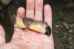 Menippe frontalis
