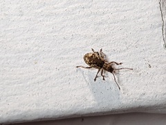 Pseudoedophrys hilleri