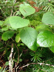Lonicera hirsuta