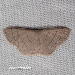 Scopula mecysma