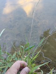 Digitaria sanguinalis