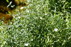 Stellaria crassipes