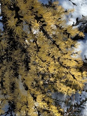Larix lyallii
