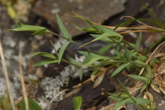 Stellaria longipes