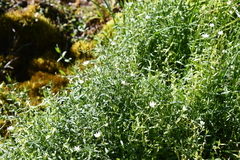Stellaria crassipes