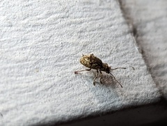 Pseudoedophrys hilleri