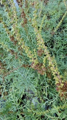 Ambrosia chamissonis