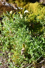 Stellaria crassipes