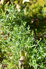 Stellaria crassipes